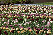 MIXED TULIPS AT KEUKENHOF GARDENS