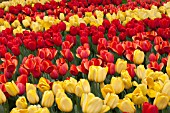 MIXED TULIPS AT KEUKENHOF GARDENS