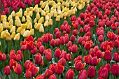 MIXED TULIPS AT KEUKENHOF GARDENS