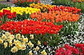 MIXED TULIPS AT KEUKENHOF GARDENS