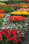 MIXED TULIPS AT KEUKENHOF GARDENS