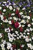 HYACINTHUS AND ANEMONE BLANDA WHITE SPLENDOUR