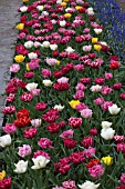 TULIPA MURILLO AND MUSCARI SUPERSTAR