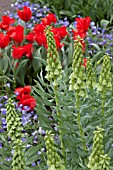 FRITILLARIA PERSICA IVORY BELLS