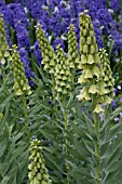 FRITILLARIA PERSICA IVORY BELLS