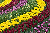 VIEW OF TULIPS AT KEUKENHOF GARDENS