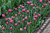 TULIPS AT KEUKENHOF GARDENS