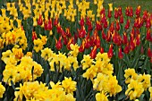 NARCISSUS LA TORCHE, NARCISSUS LINGERIE AND TULIPA FLASHBACK AT KEUKENHOF GARDENS, AMSTERDAM