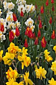 NARCISSUS LA TORCHE, NARCISSUS LINGERIE AND TULIPA FLASHBACK AT KEUKENHOF GARDENS, AMSTERDAM