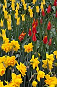 NARCISSUS LA TORCHE, NARCISSUS LINGERIE AND TULIPA FLASHBACK AT KEUKENHOF GARDENS