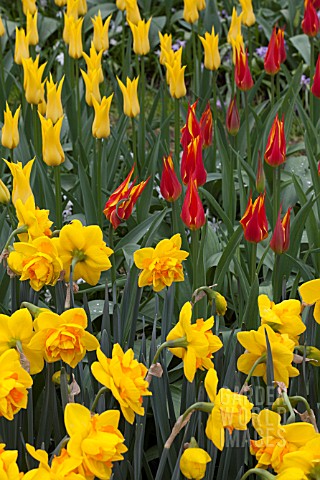NARCISSUS_LA_TORCHE_NARCISSUS_LINGERIE_AND_TULIPA_FLASHBACK_AT_KEUKENHOF_GARDENS