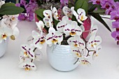 PHALAENOPSIS TROPIC SNOWBALL