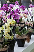 MIXED ORCHIDS