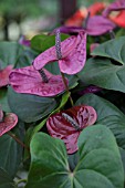 ANTHURIUM ADREANUM GRP UTAH