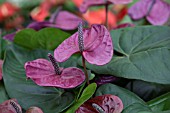 ANTHURIUM ADREANUM GRP UTAH