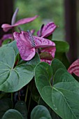 ANTHURIUM ADREANUM GRP UTAH