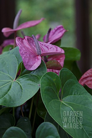 ANTHURIUM_ADREANUM_GRP_UTAH