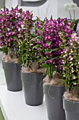 DENDROBIUMS IN CONTAINERS