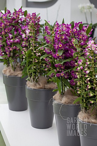 DENDROBIUMS_IN_CONTAINERS