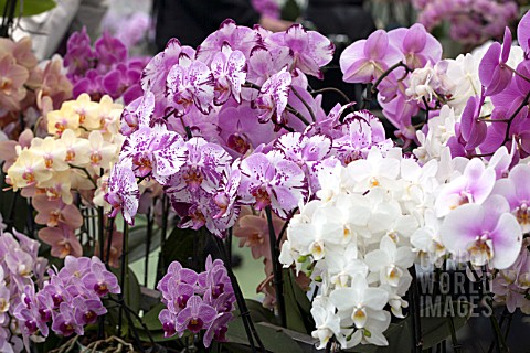 MIXED_ORCHIDS