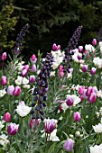 TULIPS AND FRITILLARIA PERSICA