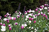 TULIPS AND FRITILLARIA PERSICA