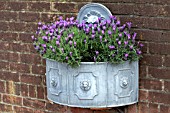 LAVENDER IN WALL PLANTER