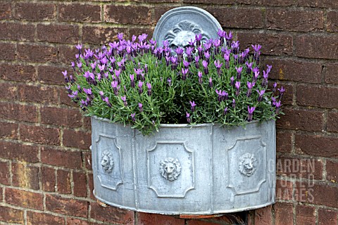 LAVENDER_IN_WALL_PLANTER