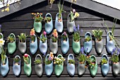 TULIPS, HYACINTHS AND VIOLETS IN CLOGS AT KEUKENHOF GARDENS