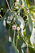 EUCALYPTUS IN WINTER