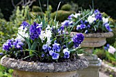 CLASSICAL URNS PLANTED WITH SPRING FLOWERS