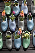 TULIPS, HYACINTHS AND VIOLETS IN CLOGS AT KEUKENHOF GARDENS