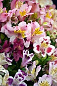 HYBRID ALSTROEMERIA MIXED