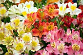 HYBRID ALSTROEMERIA MIXED