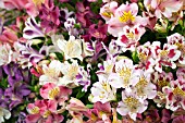 HYBRID ALSTROEMERIA MIXED