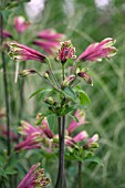 ALSTROEMERIA PSITTACINA BURGUNDY