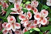 ALSTROEMERIA STRAWBERRIES AND CREAM