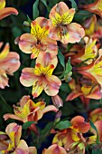 ALSTROEMERIA SUNRISE