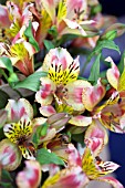 ALSTROEMERIA CARNIVAL