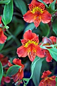 ALSTROEMERIA PRINCESS TANYA