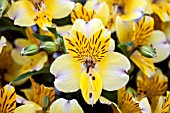 ALSTROEMERIA PRINCESS CANARIA