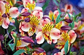 ALSTROEMERIA PRINCESS PHOEBE