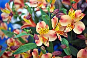 ALSTROEMERIA PRINCESS PHOEBE