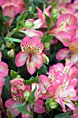 ALSTROEMERIA DAWN