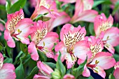 ALSTROEMERIA DAWN