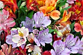 HYBRID ALSTROEMERIA MIXED