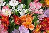 HYBRID ALSTROEMERIA MIXED