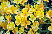 ALSTROEMERIA PRINCESS SOPHIA