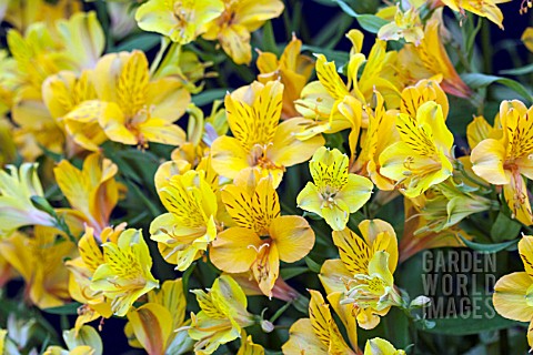 ALSTROEMERIA_PRINCESS_SOPHIA