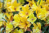 ALSTROEMERIA PRINCESS SOPHIA